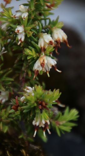 Image of Browntip Heath (Erica genistifolia) by (c) Tony Rebelo, some rights reserved (CC BY-SA)