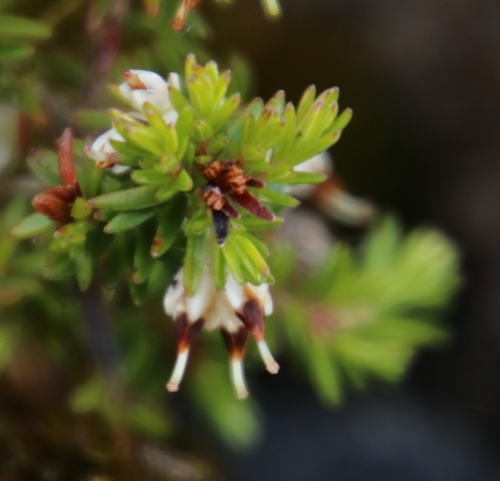 Image of Erica genistifolia by (c) Tony Rebelo, some rights reserved (CC BY-SA)