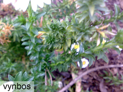 Polyarrhena reflexa reflexa