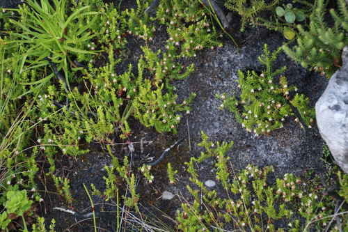 Image of Erica genistifolia by (c) Tony Rebelo, some rights reserved (CC BY-SA)