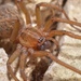 Hobo Spider - Photo (c) verneau, some rights reserved (CC BY-NC-ND), uploaded by verneau