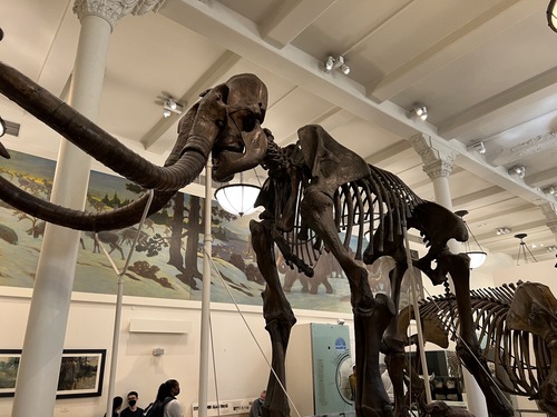 Woolly Mammoth (Mammuthus primigenius) — Data Deficient Mammalia