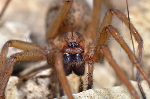 Pievinis kampavoris nuotrauka