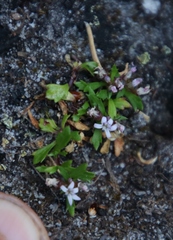 Lobelia eckloniana