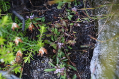 Lobelia eckloniana