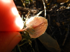 Lotononis gracilifolia