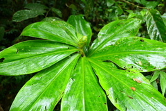 Costus amazonicus