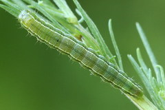 Heliothis ononis