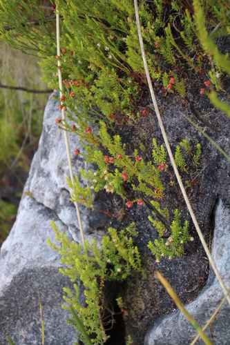 Image of Erica genistifolia by (c) Tony Rebelo, some rights reserved (CC BY-SA)