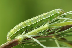 Heliothis ononis