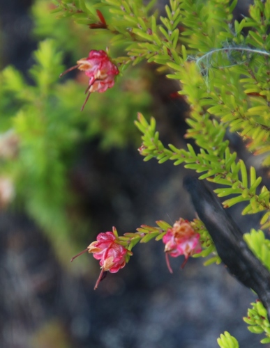 Image of Browntip Heath (Erica genistifolia) by (c) Tony Rebelo, some rights reserved (CC BY-SA)