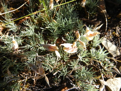 Lotononis gracilifolia