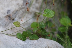 Centella eriantha