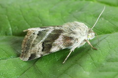 Heliothis ononis