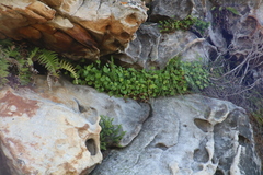 Centella eriantha