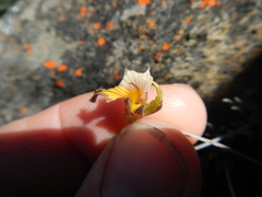 Lotononis gracilifolia