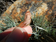 Lotononis gracilifolia