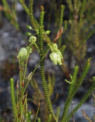 Erica urna-viridis
