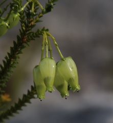 Erica urna-viridis