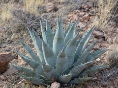 Agave simplex