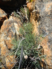 Lotononis gracilifolia