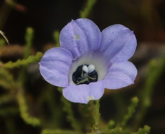 Roella triflora