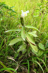 Costus arabicus