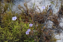 Roella triflora