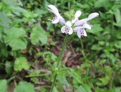 Stachys tubulosa