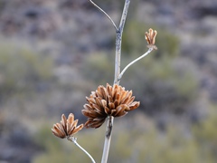 Agave simplex