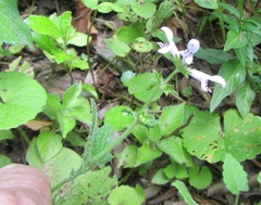 Stachys tubulosa