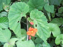 Begonia sutherlandii