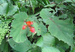 Begonia sutherlandii