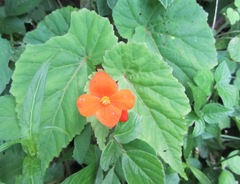 Begonia sutherlandii