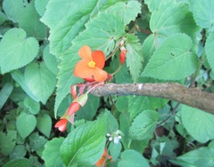 Begonia sutherlandii