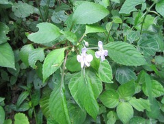 Impatiens hochstetteri