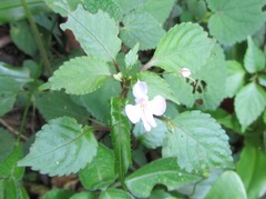 Impatiens hochstetteri