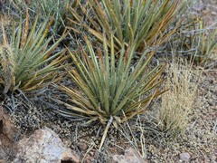 Agave schottii