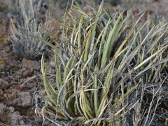 Agave schottii