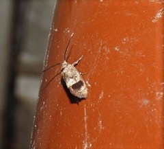 Pycnocera hypoxantha