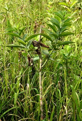 Costus arabicus