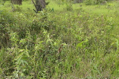 Costus arabicus