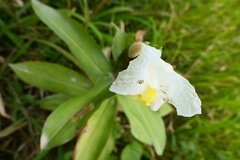 Costus arabicus
