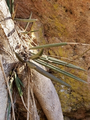 Trichocentrum cebolleta