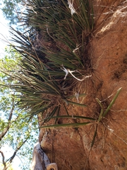 Trichocentrum cebolleta