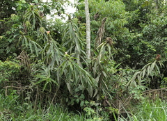 Costus asplundii