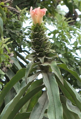 Costus asplundii