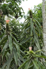 Costus asplundii