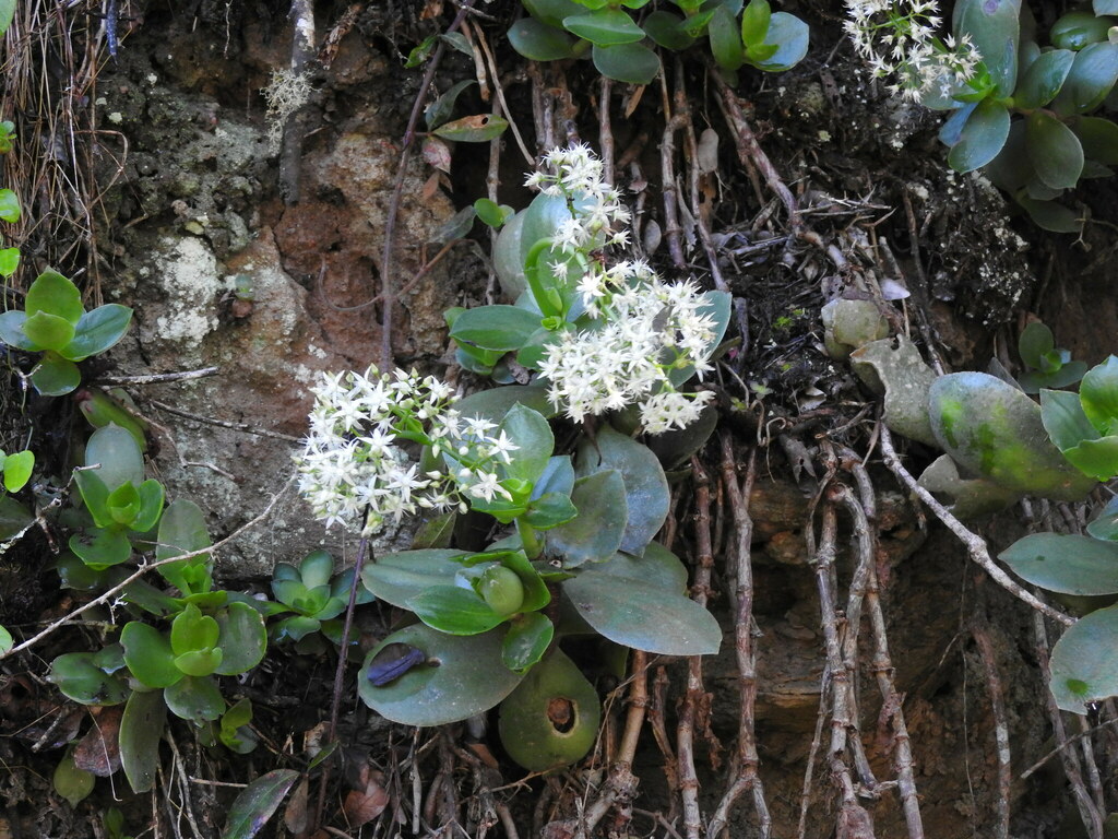 Crassula lactea