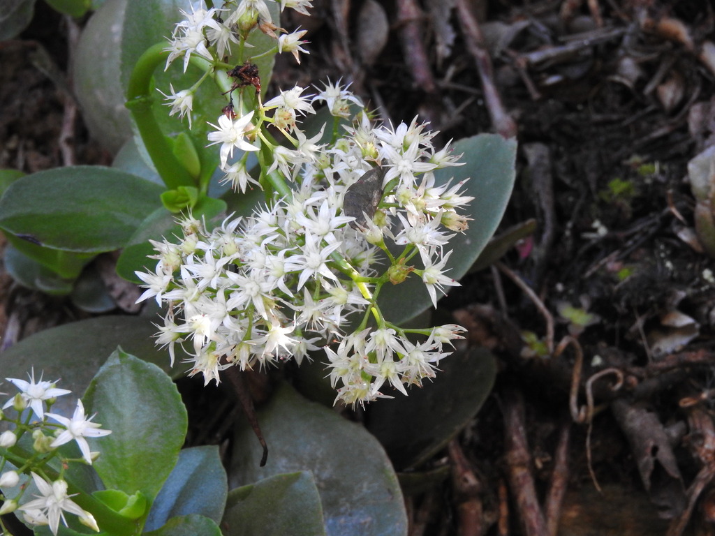 Crassula lactea 2
